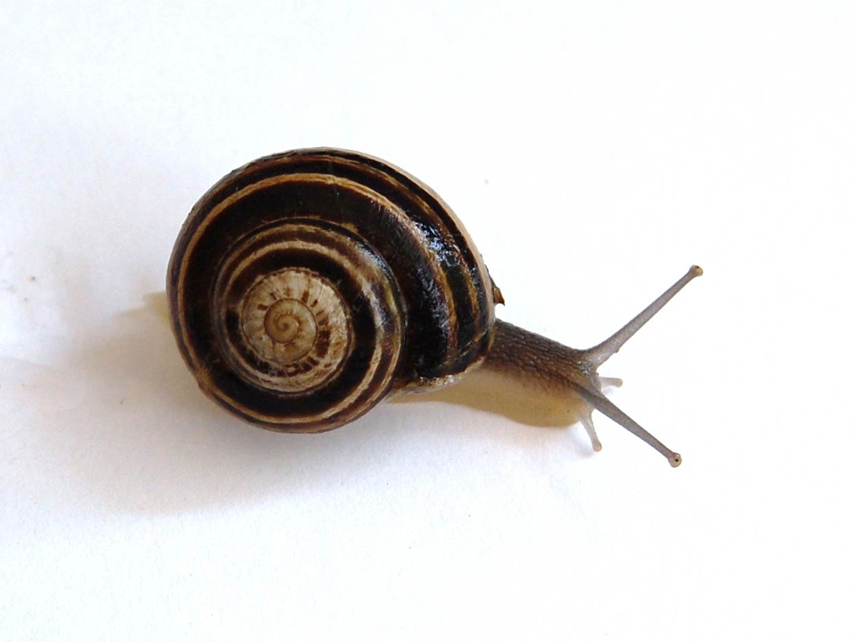             Eobania vermiculata . (Photo: © T. Grasso, Wikipedia)      