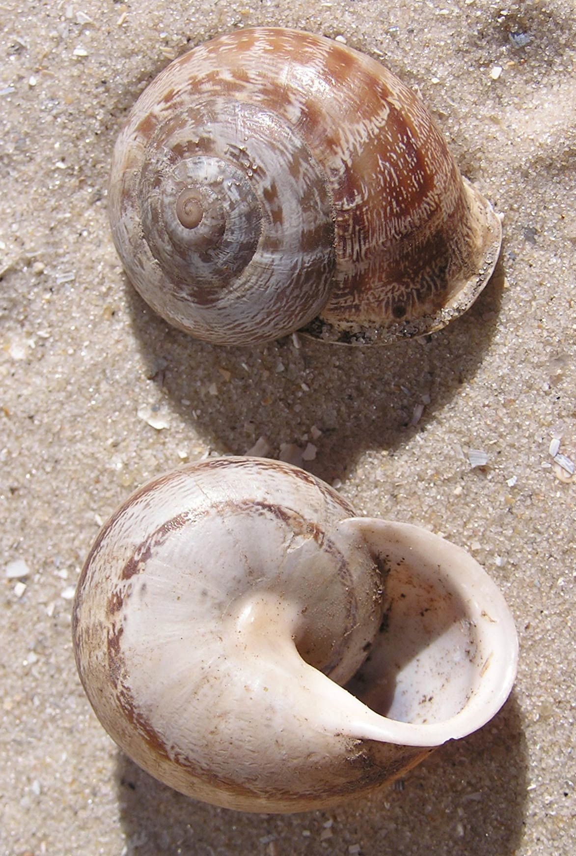             Eobania vermiculata . (Photo: © A. Butko, Wikipedia)      