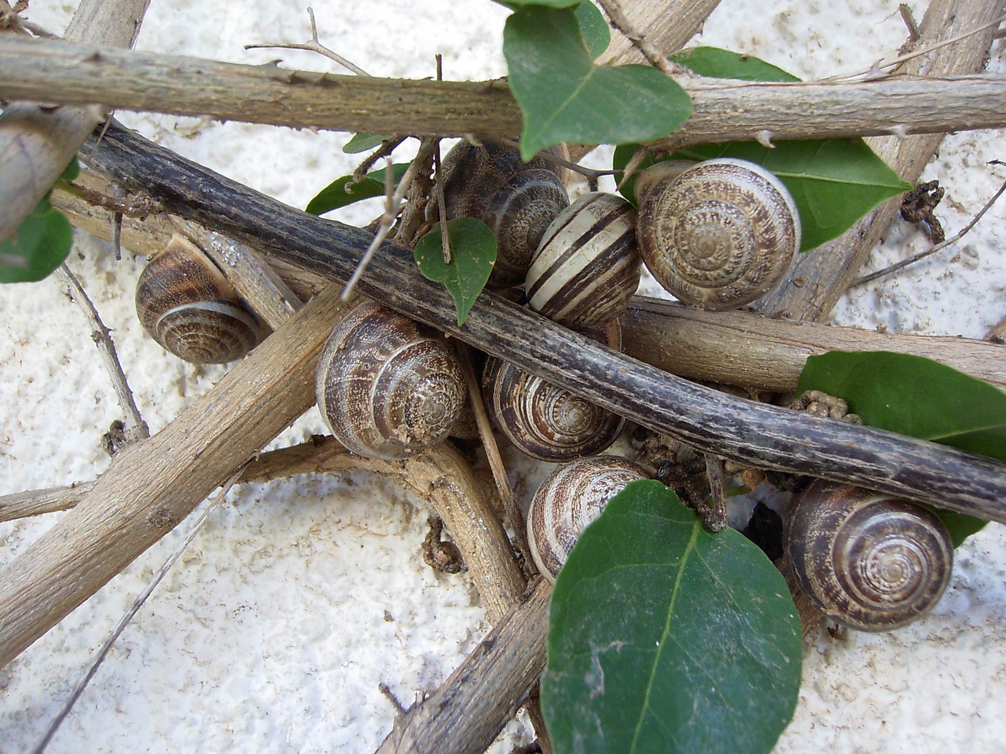             Eobania vermiculata . (Photo: © Ranko, Wikipedia)    