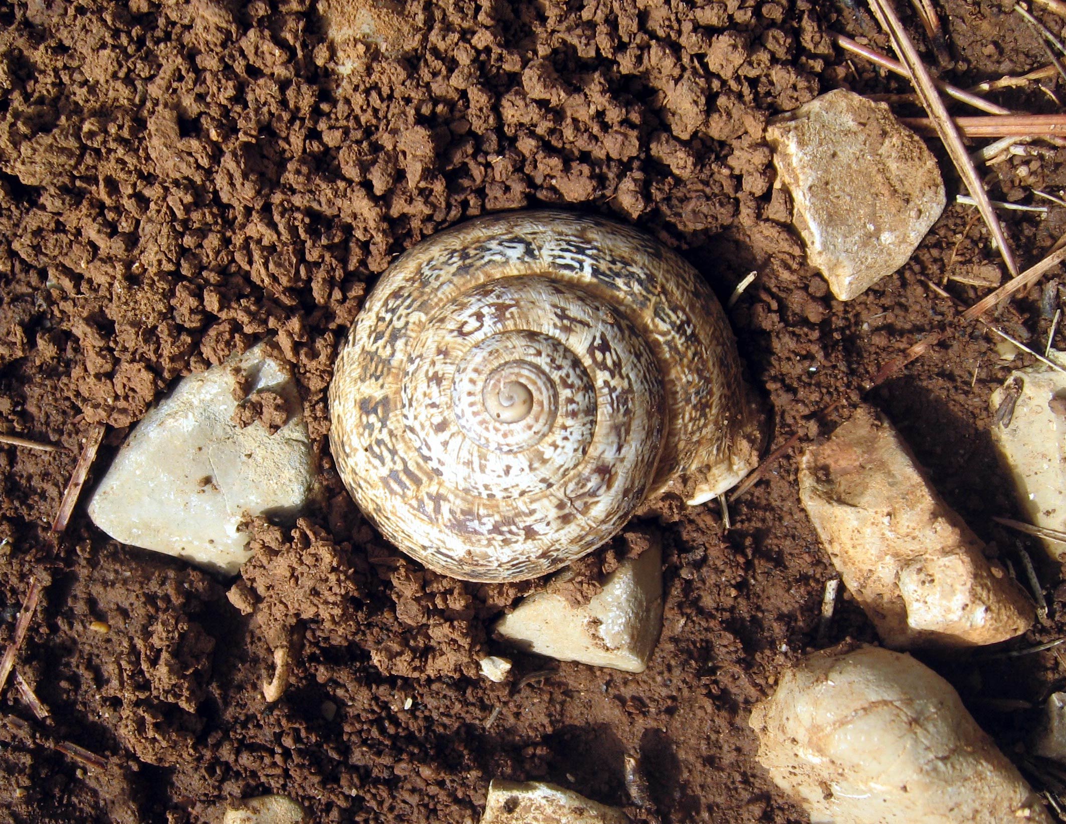             Eobania vermiculata . (Photo: © T. Schoch, Wikipedia)      
