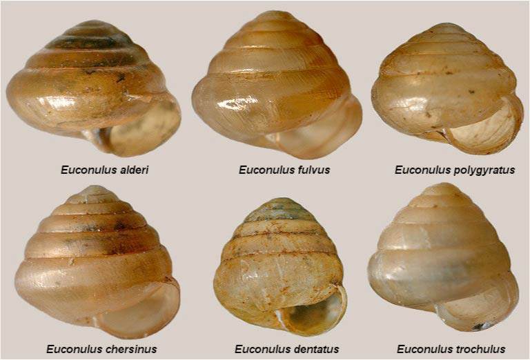             Euconulus  spp .  (Photo: © B. Frank,   Jacksonville)   