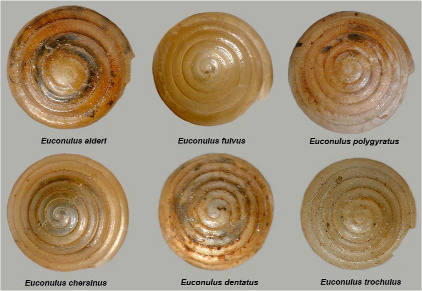            Euconulus  spp .  (Photo: © B. Frank,   Jacksonville)   