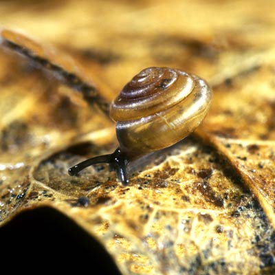             Euconulus fulvus . (Photo: © Dr. Roy Anderson,   MolluscIreland)   