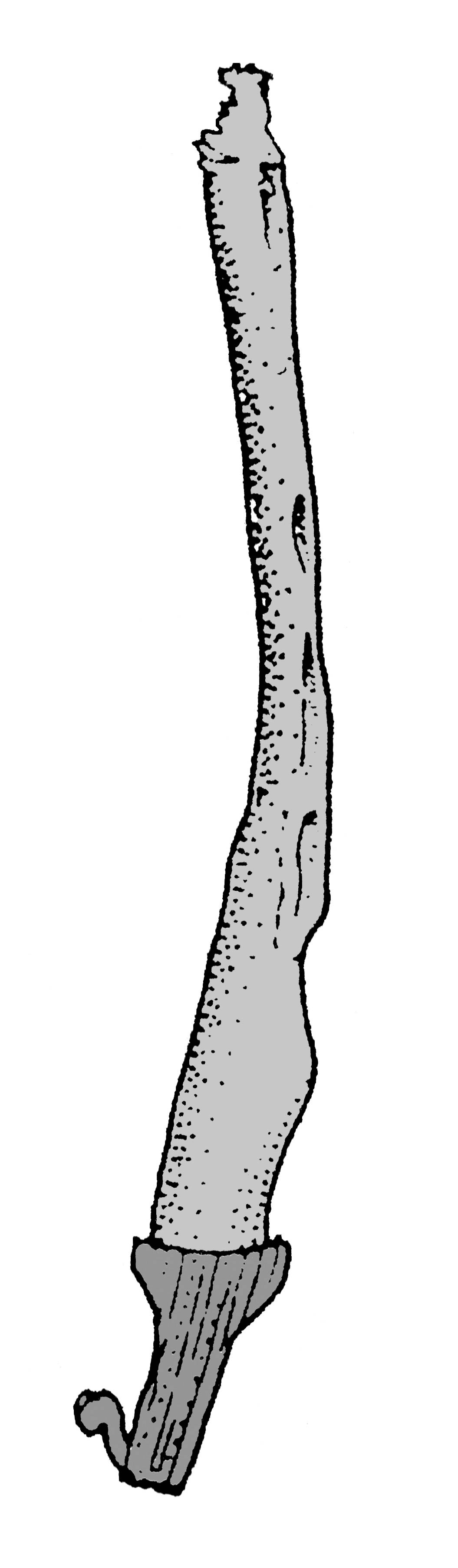             Diplosolenodes occidentalis:  genitalia-penis .  (Photo: ©   T.W. Thome, modified by K. Weigel, University of Florida)   