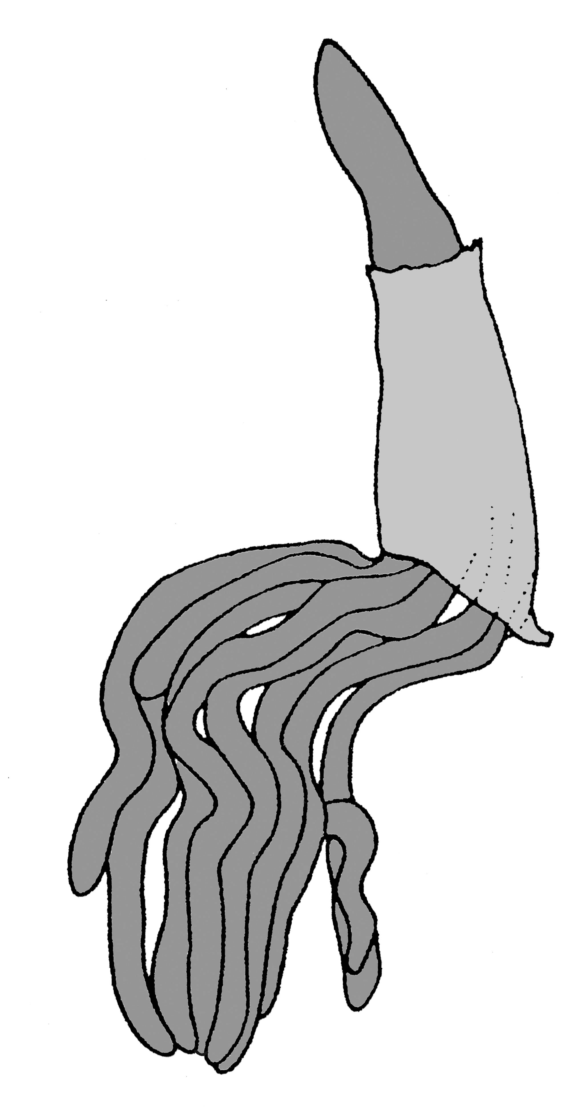             Diplosolenodes occidentalis:  genitalia-penial gland .    (Photo: © T.W. Thome, modified by K. Weigel, University of   Florida)   