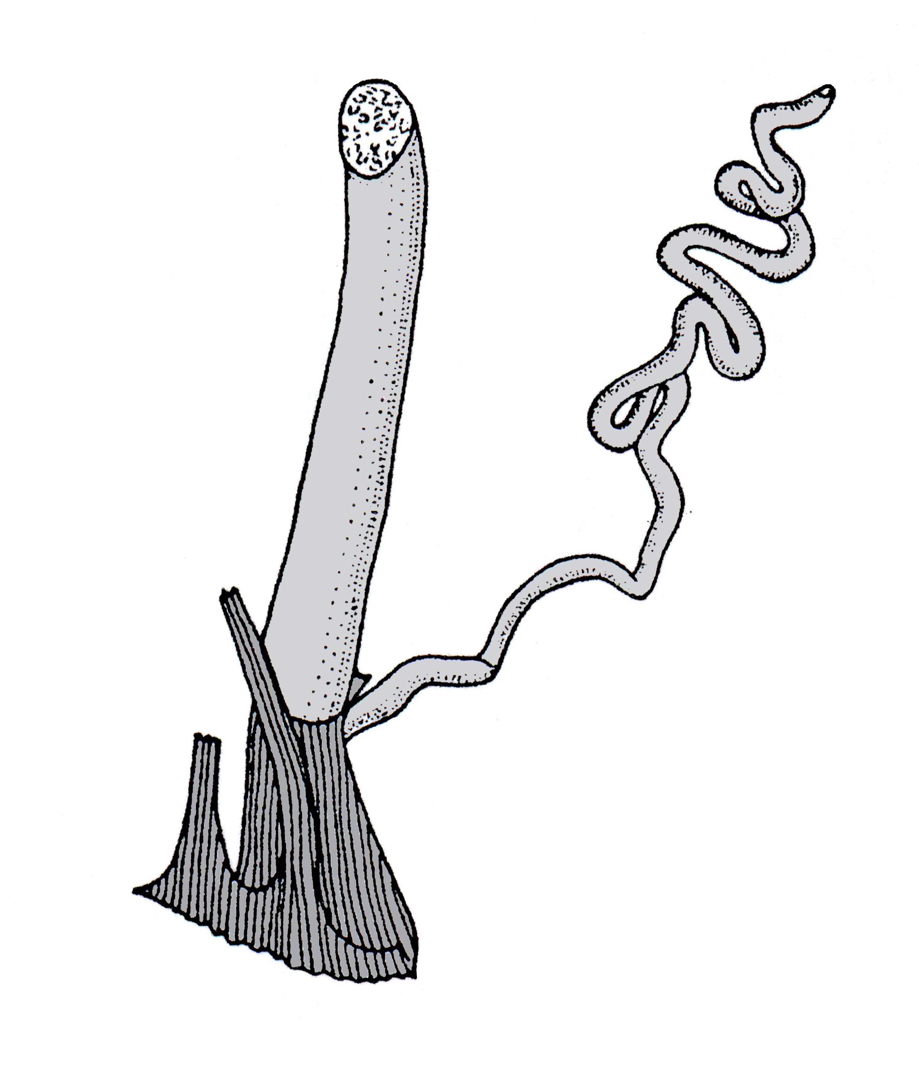             Veronicella sloanei:  genitalia-penis .  (Photo: © T.W. Thome,   modified by K. Weigel, University of Florida)   