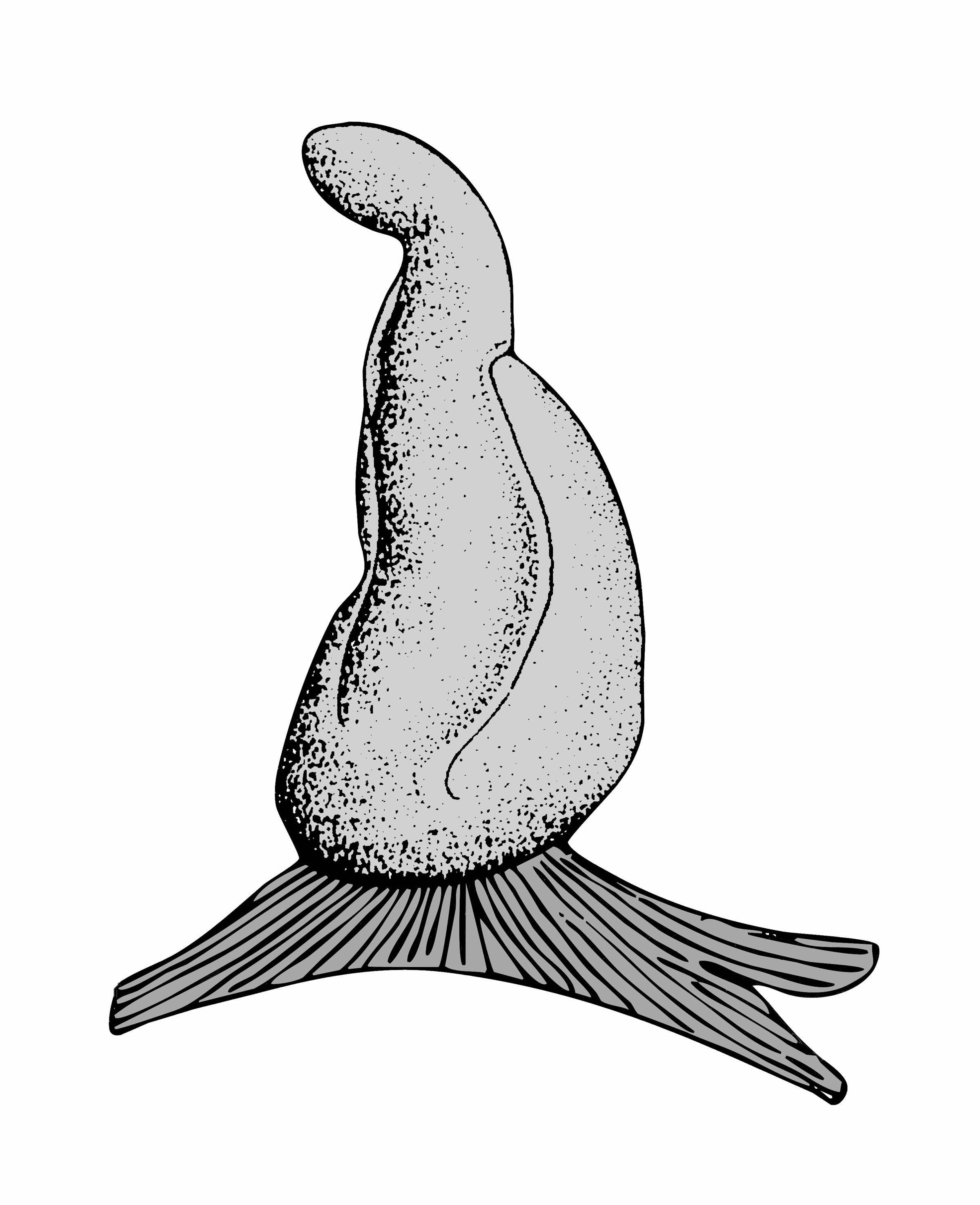             Veronicella cubensis:  genitalia-penis .  (Photo: © T.W.   Thome, modified by K. Weigel, University of Florida)   