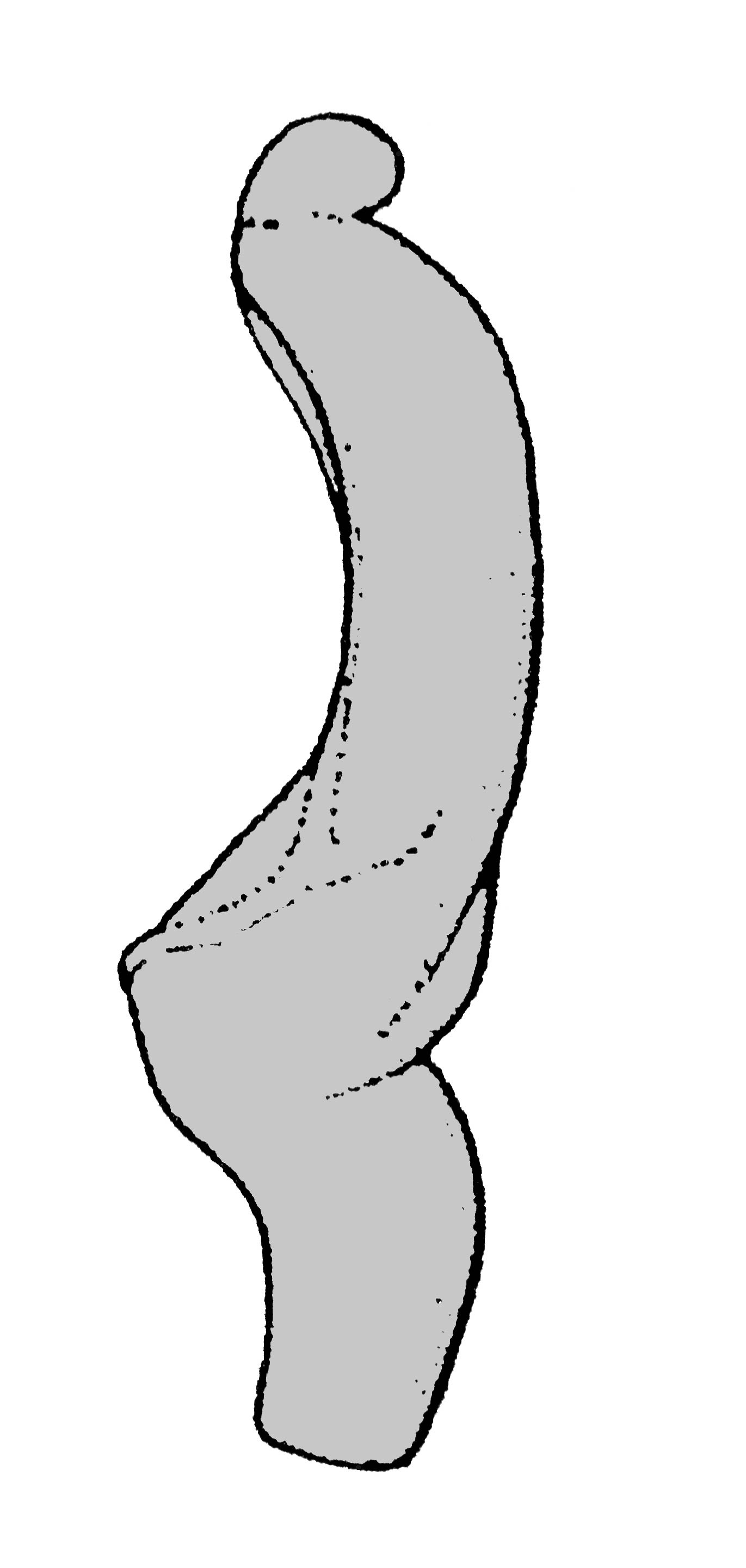             Veronicella  aff . floridana:  genitalia-penis .    (Photo: © T.W. Thome, modified by K. Weigel, University of   Florida)   
