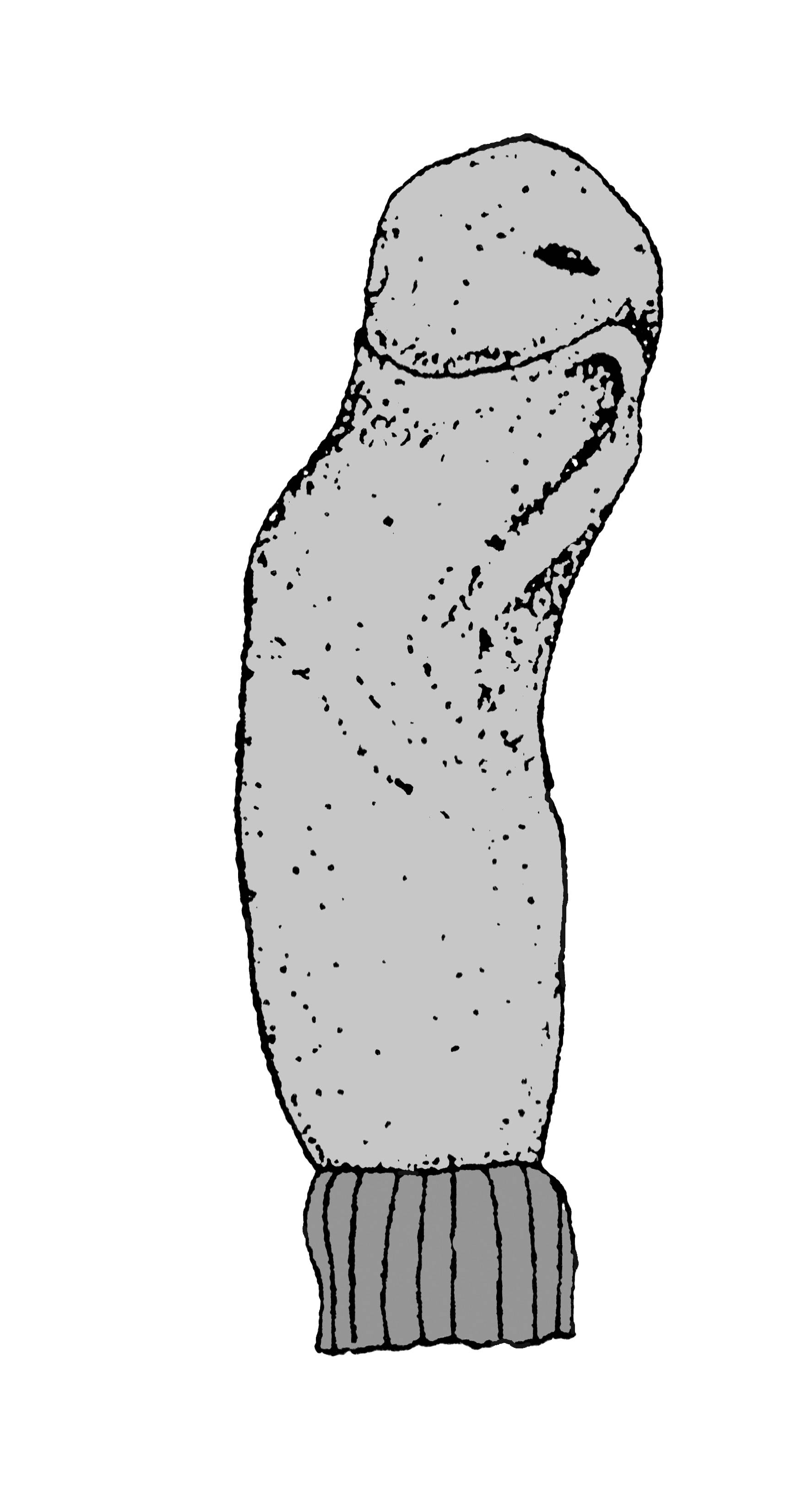             Veronicella moreleti:  genitalia-penis .  (Photo: © T.W.   Thome, modified by K. Weigel, University of Florida)   