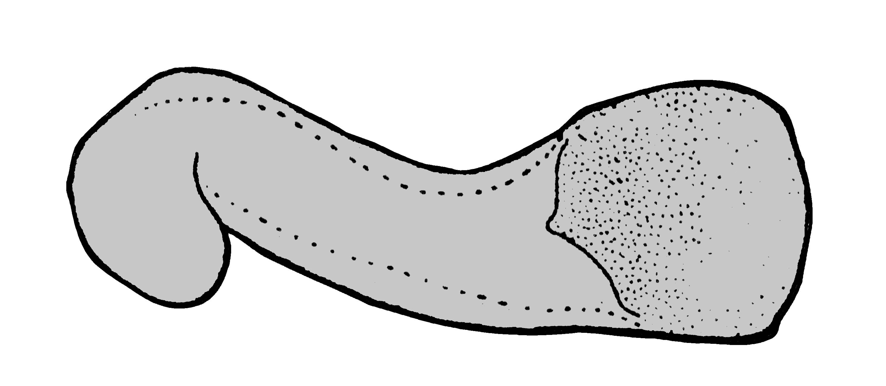             Veronicella moreleti:  genitalia-pedal gland .  (Photo: © T.W.   Thome, modified by K. Weigel, University of Florida)   