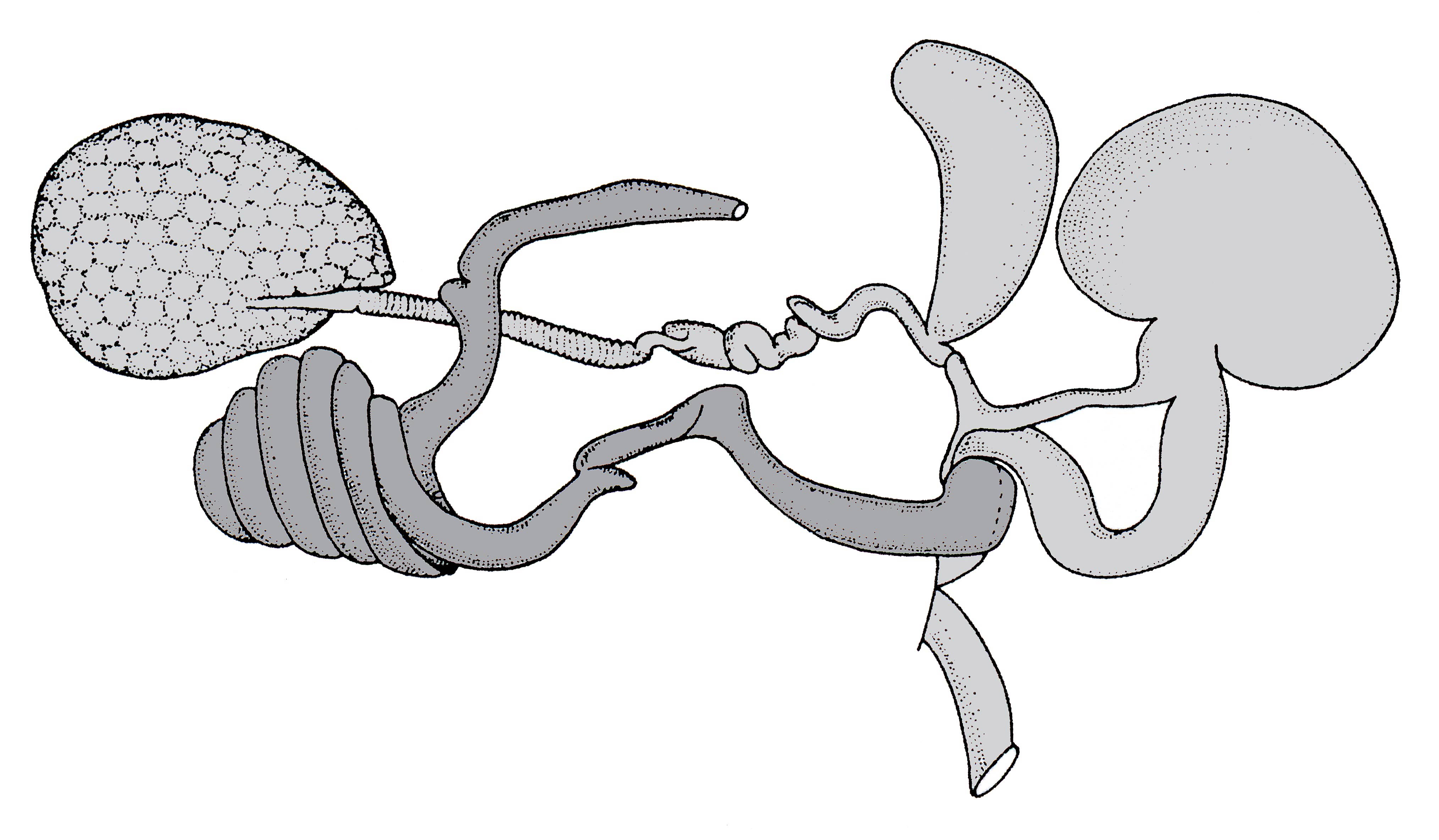             Veronicella sloanei:  genitalia-posterior genitalia .  (Photo:   © T.W. Thome, modified by K. Weigel, University of Florida)   