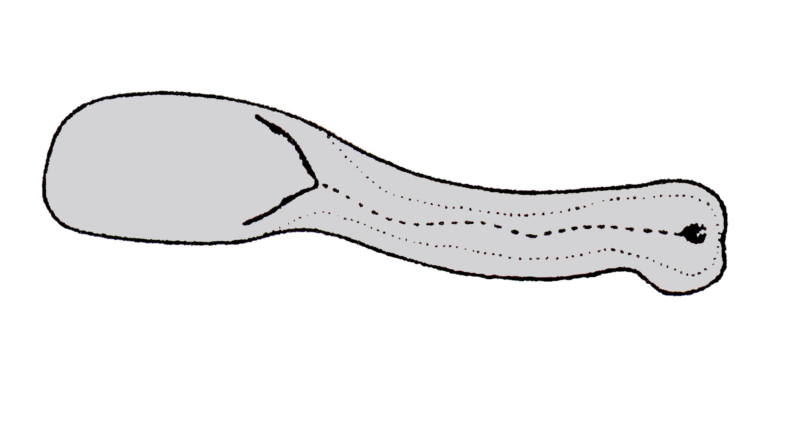             Veronicella sloanei:  genitalia-pedal gland .  (Photo: © T.W.   Thome, modified by K. Weigel, University of Florida)   