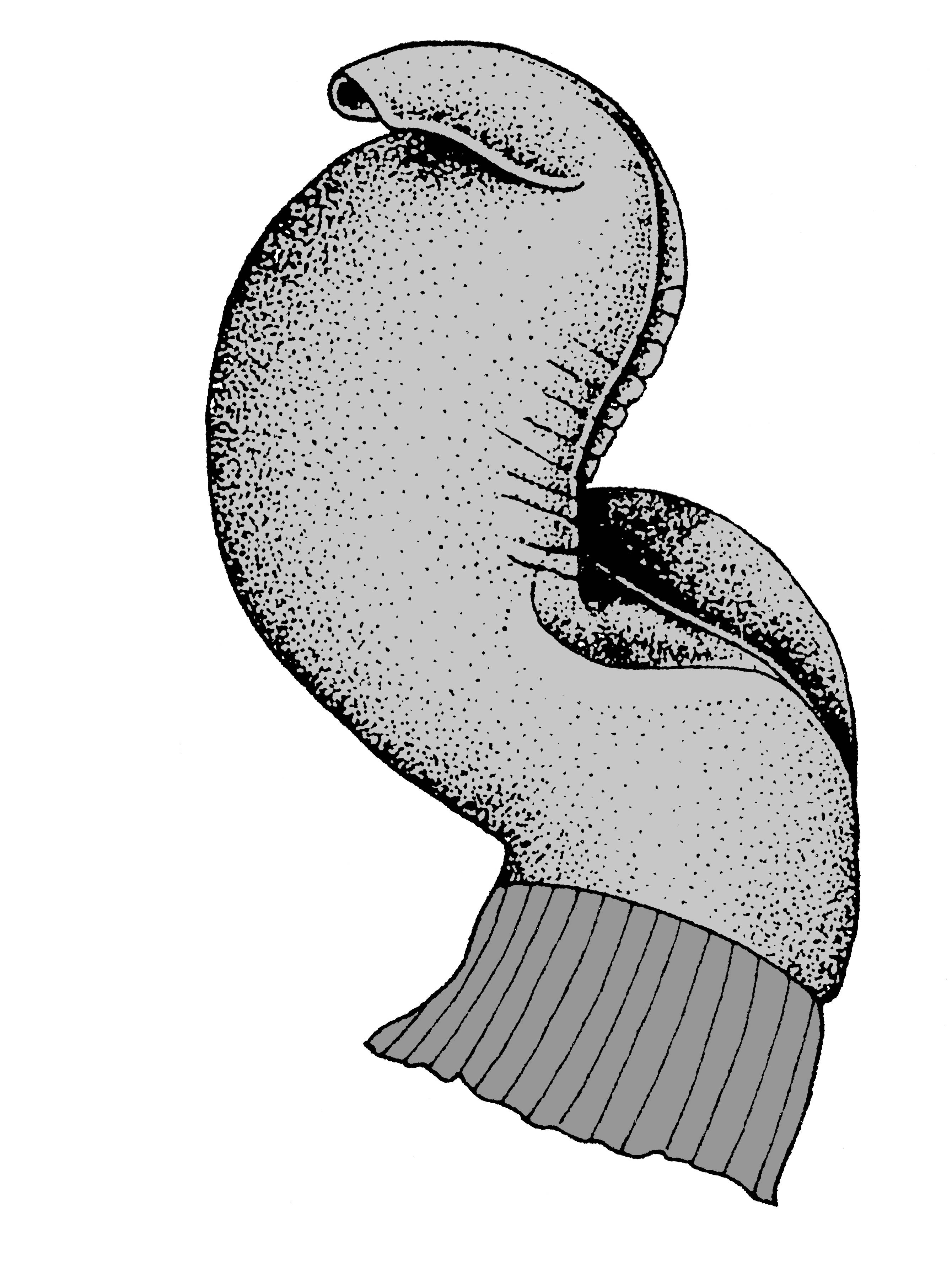             Sarasinula dubia:  genitalia-penis .  (Photo: © T.W. Thome,   modified by K. Weigel, University of Florida)   