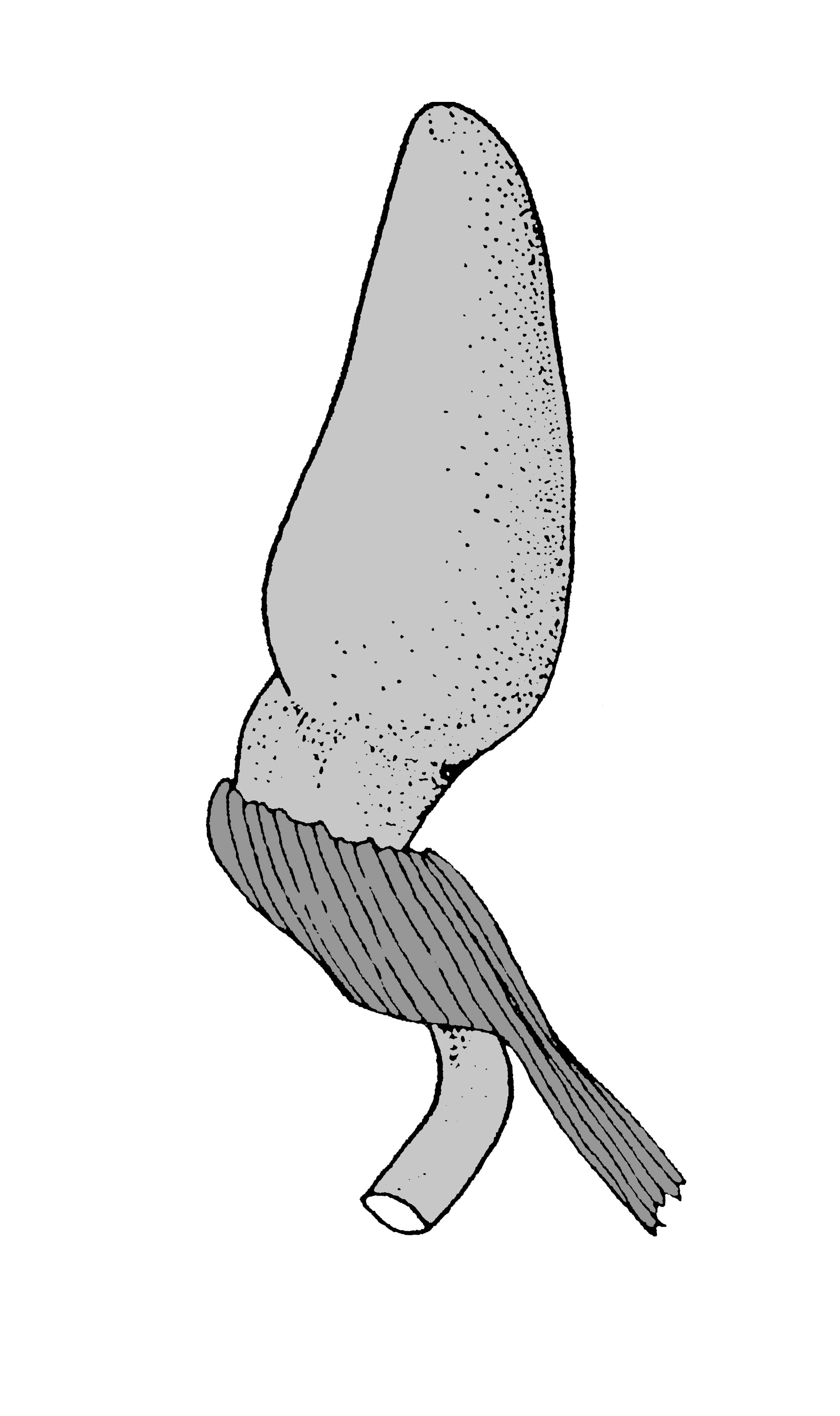             Sarasinula dubia:  genitalia-penis .  (Photo: © T.W. Thome,   modified by K. Weigel, University of Florida)   