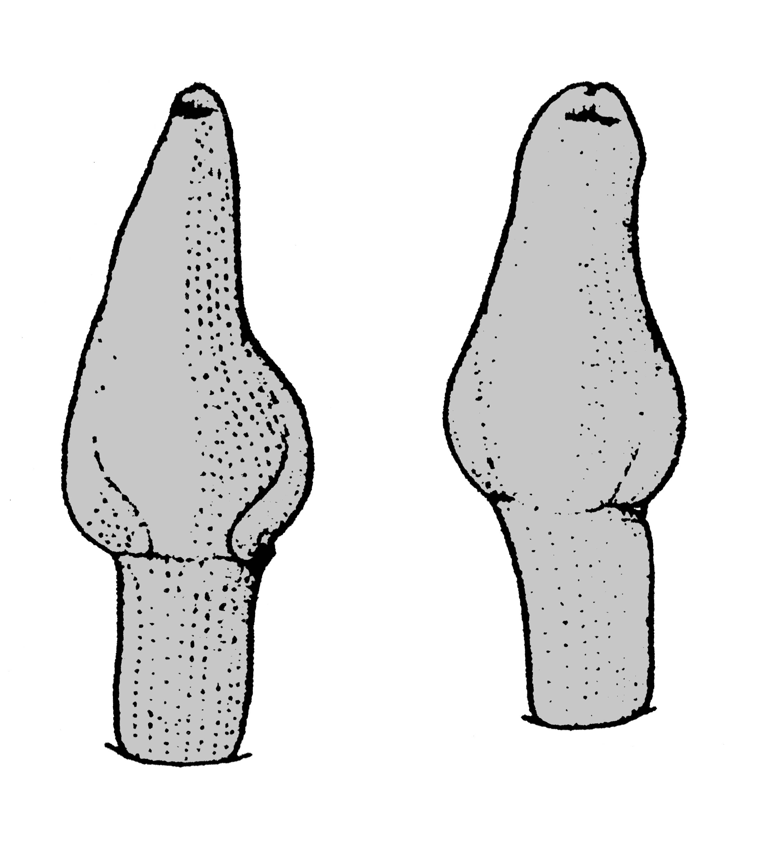             Sarasinula marginata:  genitalia-penis .  (Photo: © T.W.   Thome, modified by K. Weigel, University of Florida)   
