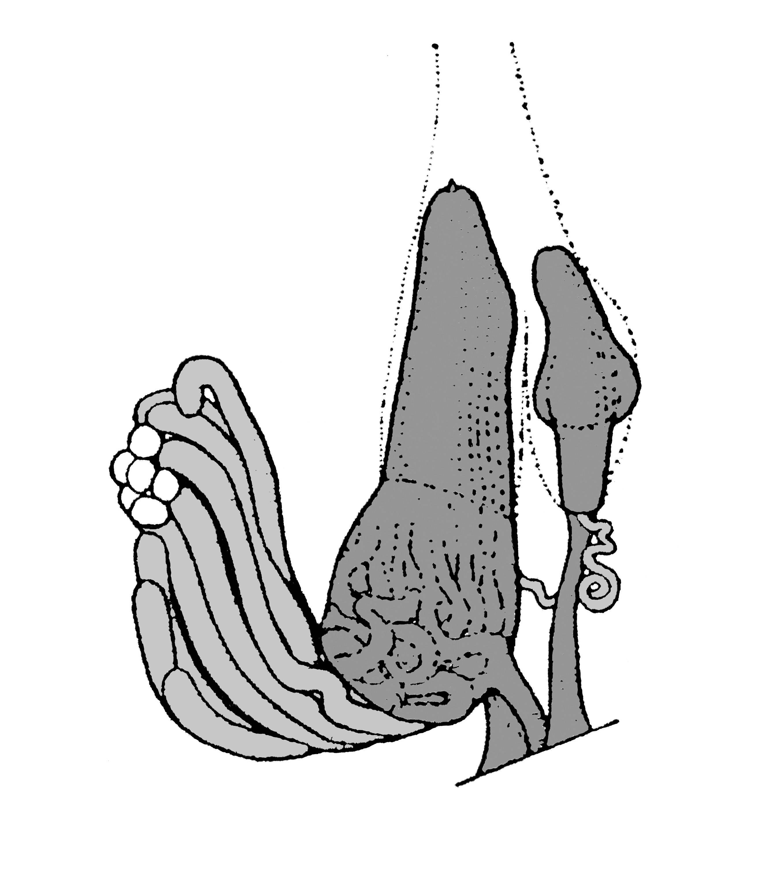             Sarasinula marginata:  genitalia-penis and penial gland .    (Photo: © T.W. Thome, modified by K. Weigel, University of   Florida)   