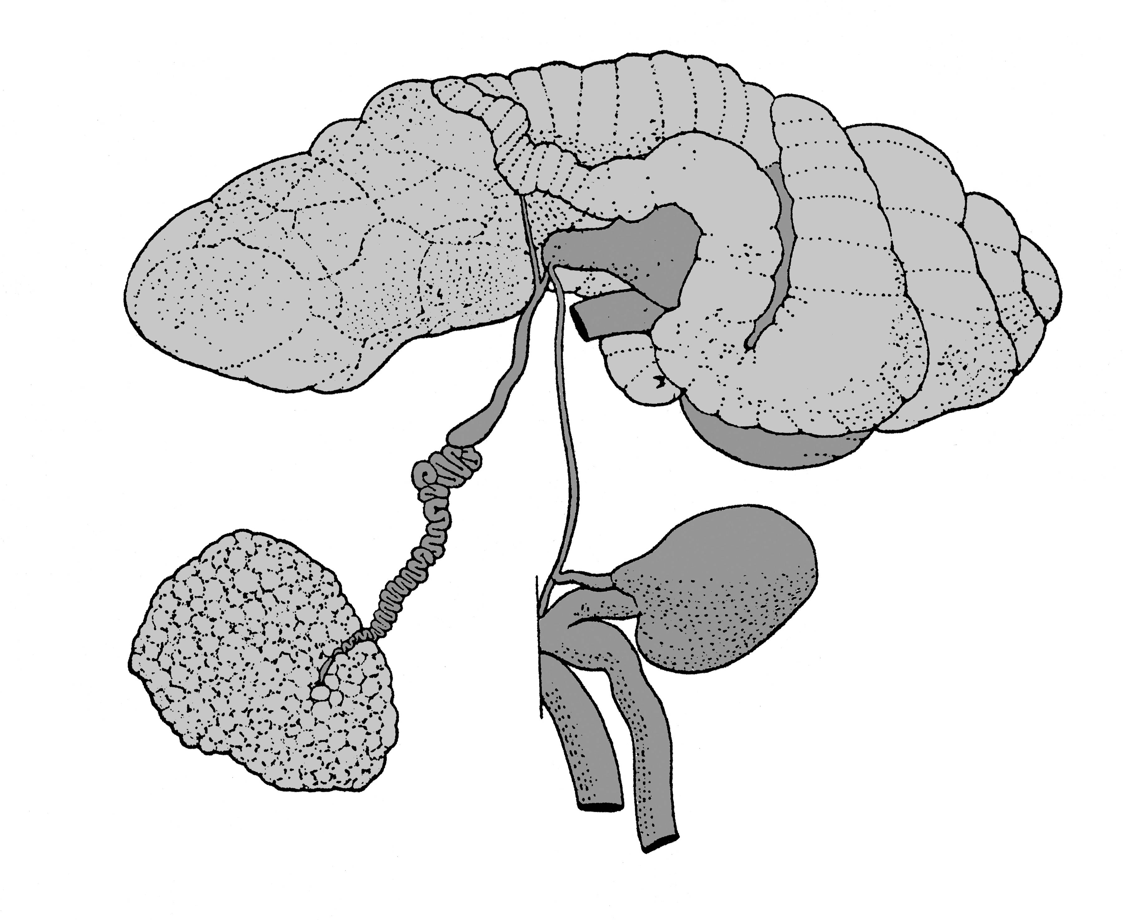             Sarasinula marginata:  genitalia-posterior genitalia .    (Photo: © T.W. Thome, modified by K. Weigel, University of   Florida)   
