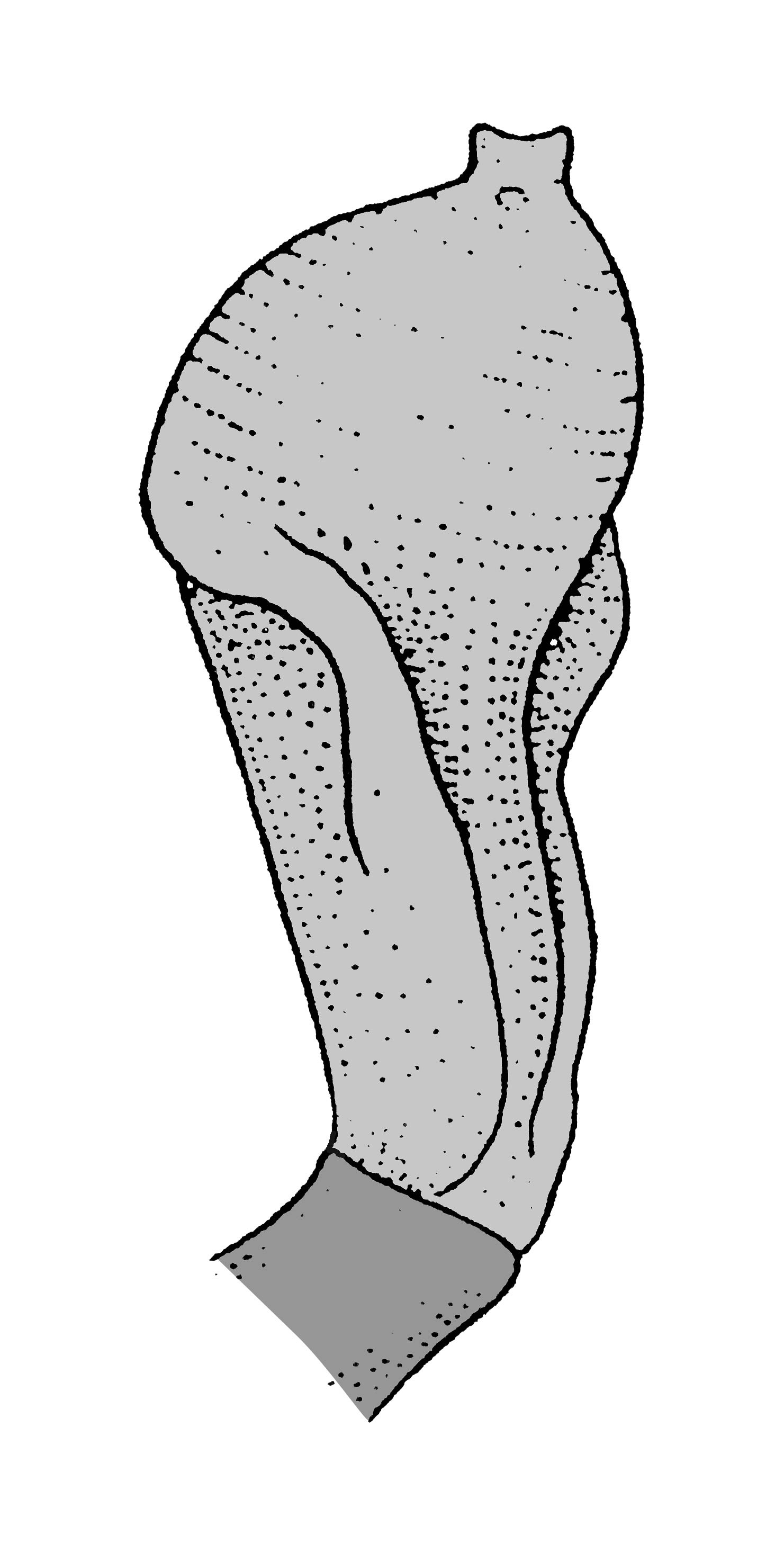             Sarasinula plebeia:  genitalia-penis .  (Photo: © T.W. Thome,   modified by K. Weigel, University of Florida)   