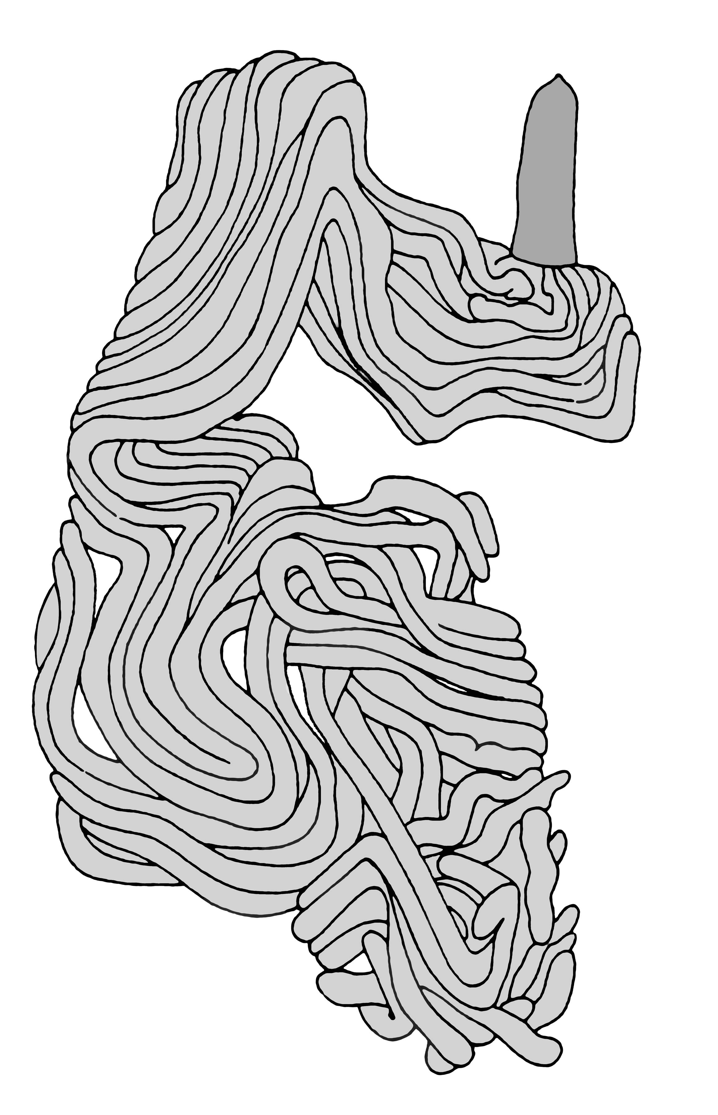             Veronicella cubensis .genitalia-penial gland .  (Photo: © T.W.   Thome, modified by K. Weigel, University of Florida)   