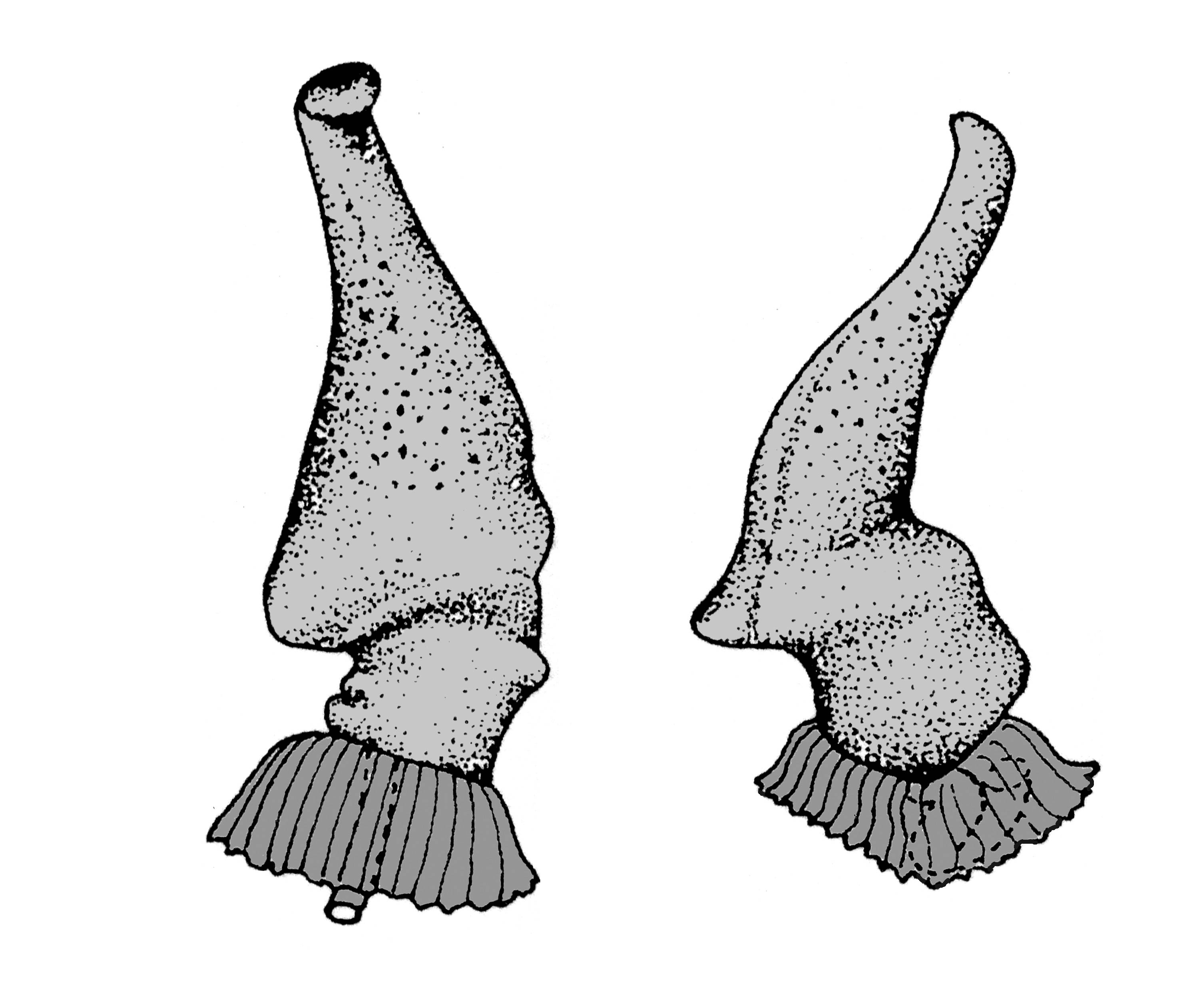             Belocaulus angustipes:  genitalia-penis in two positions .    (Photo: © T.W. Thome, modified by K. Weigel, University of   Florida)   