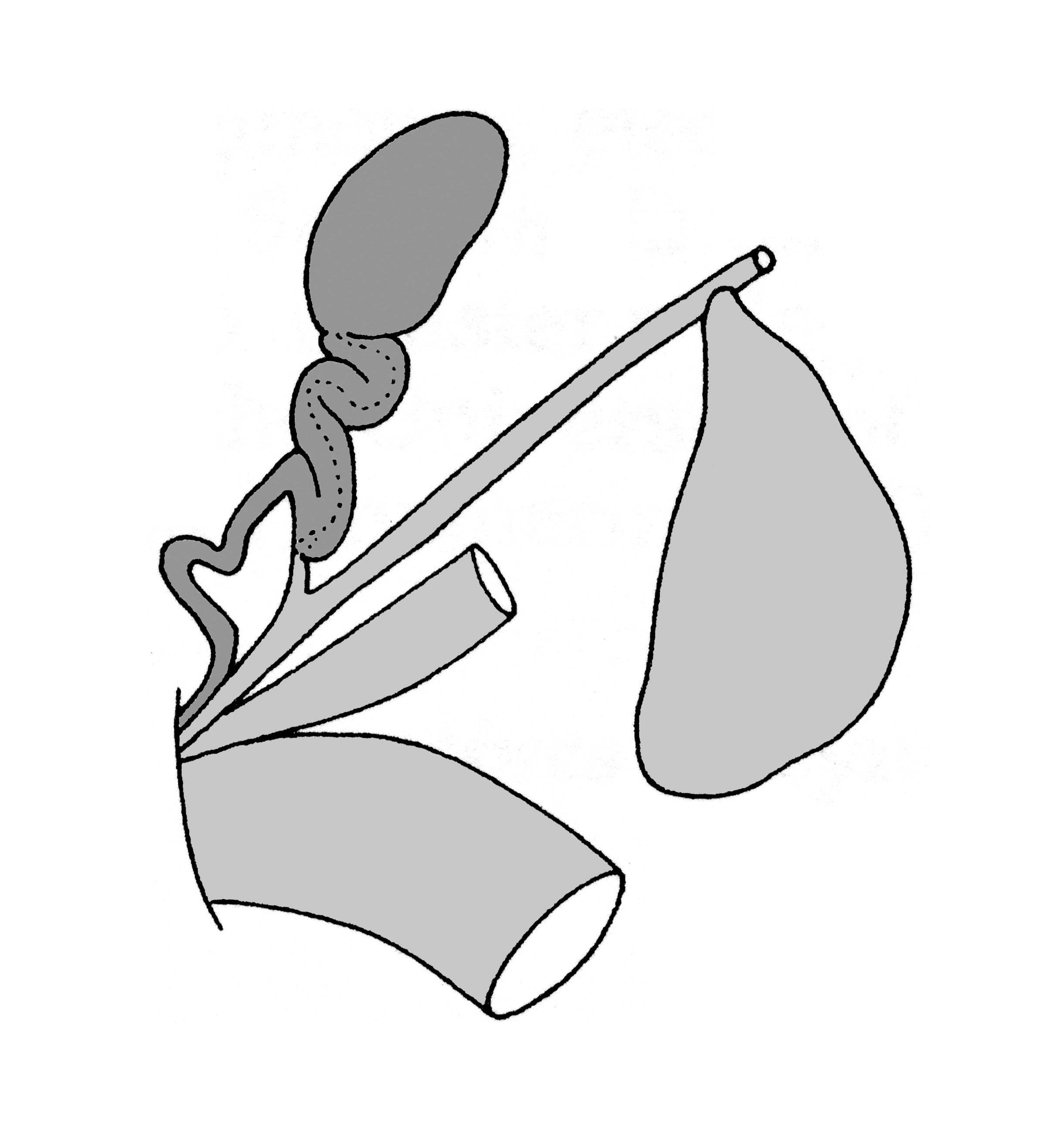            Vaginulus alte:  genitalia-part of the posterior genitalia .    (Photo: © T.W. Thome, modified by K. Weigel, University of   Florida)   