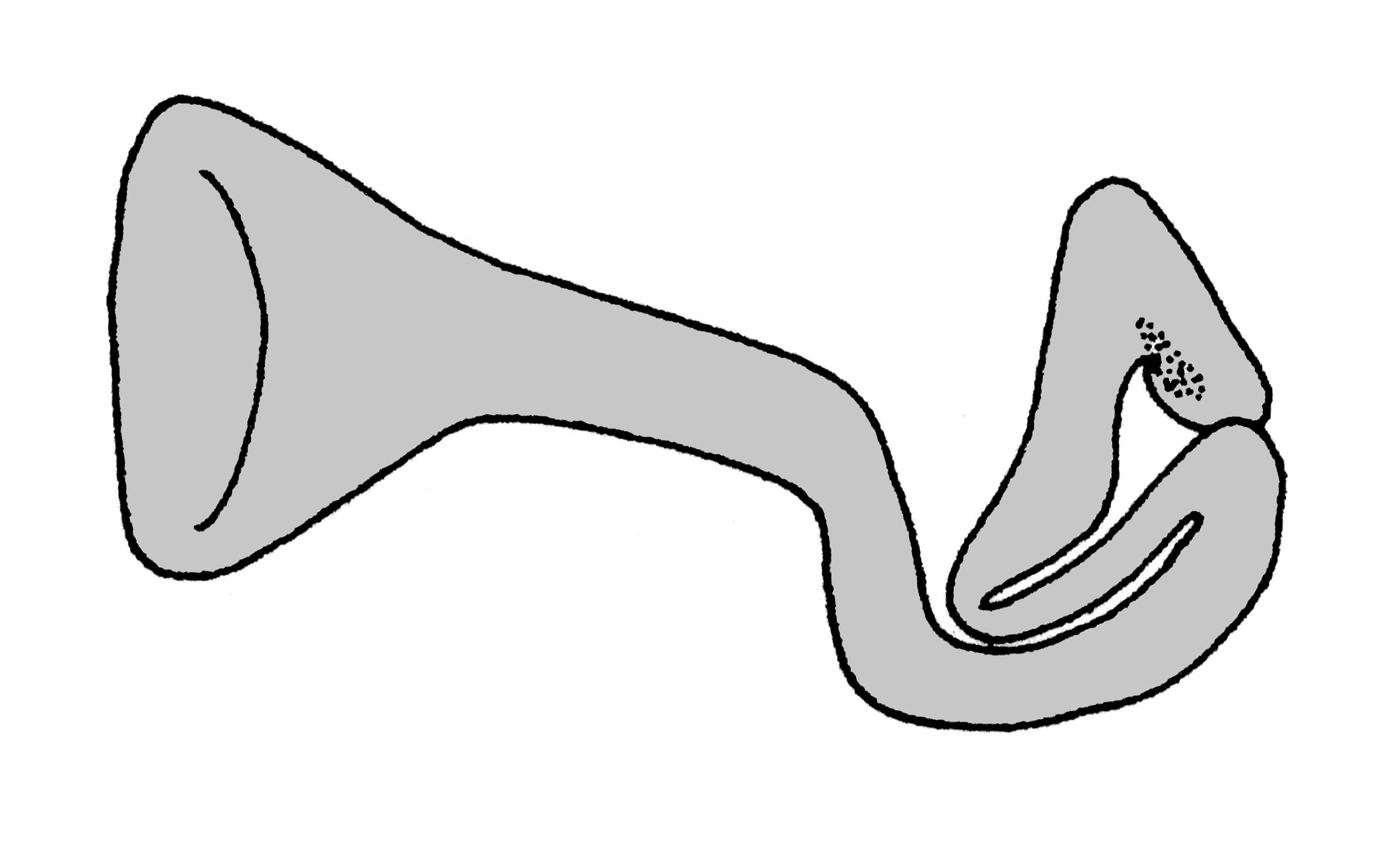             Vaginulus alte:  genitalia-pedal gland .  (Photo: © T.W.   Thome, modified by K. Weigel, University of Florida)   