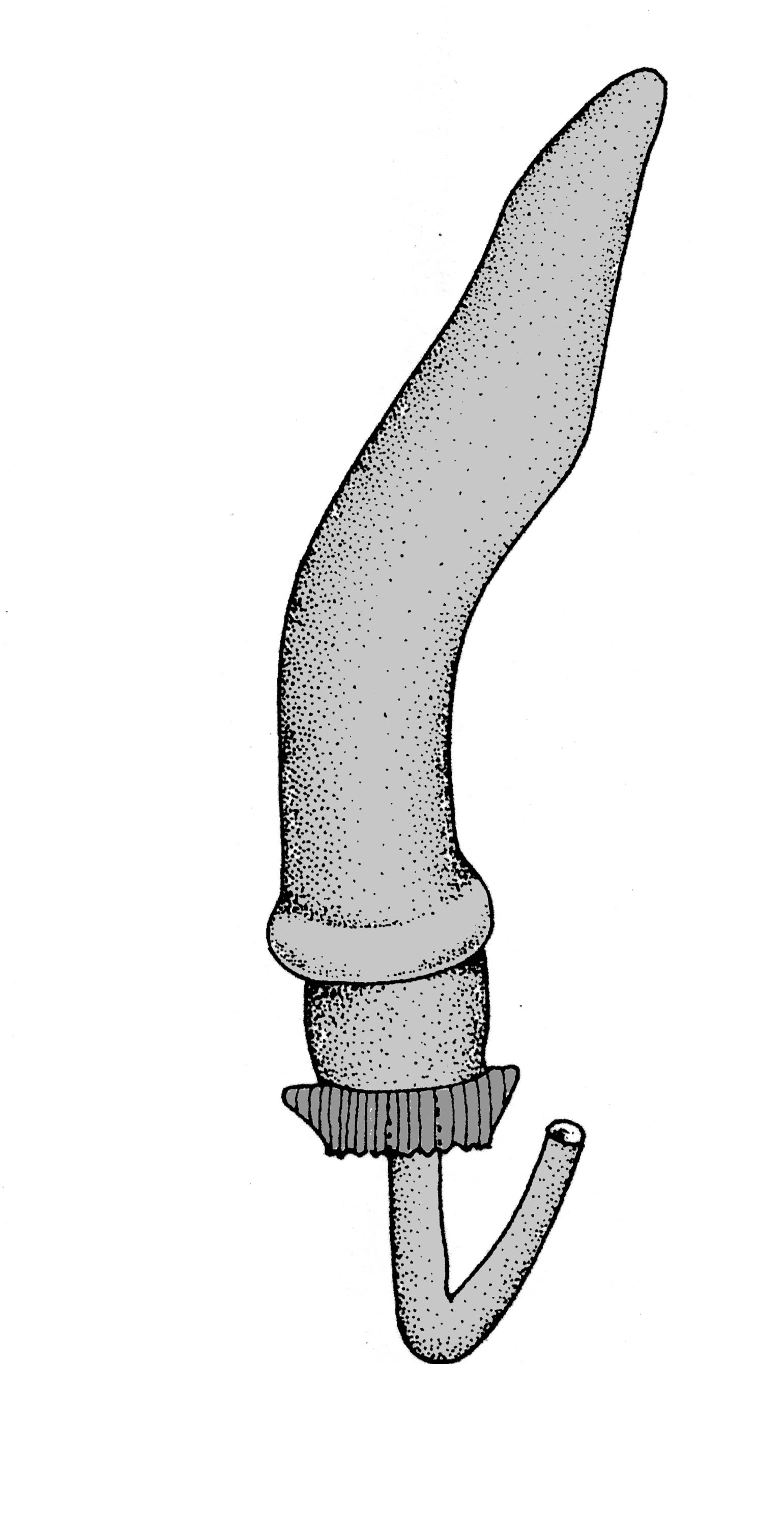             Vaginulus alte:  genitalia-penis .  (Photo: © T.W. Thome,   modified by K. Weigel, University of Florida)   