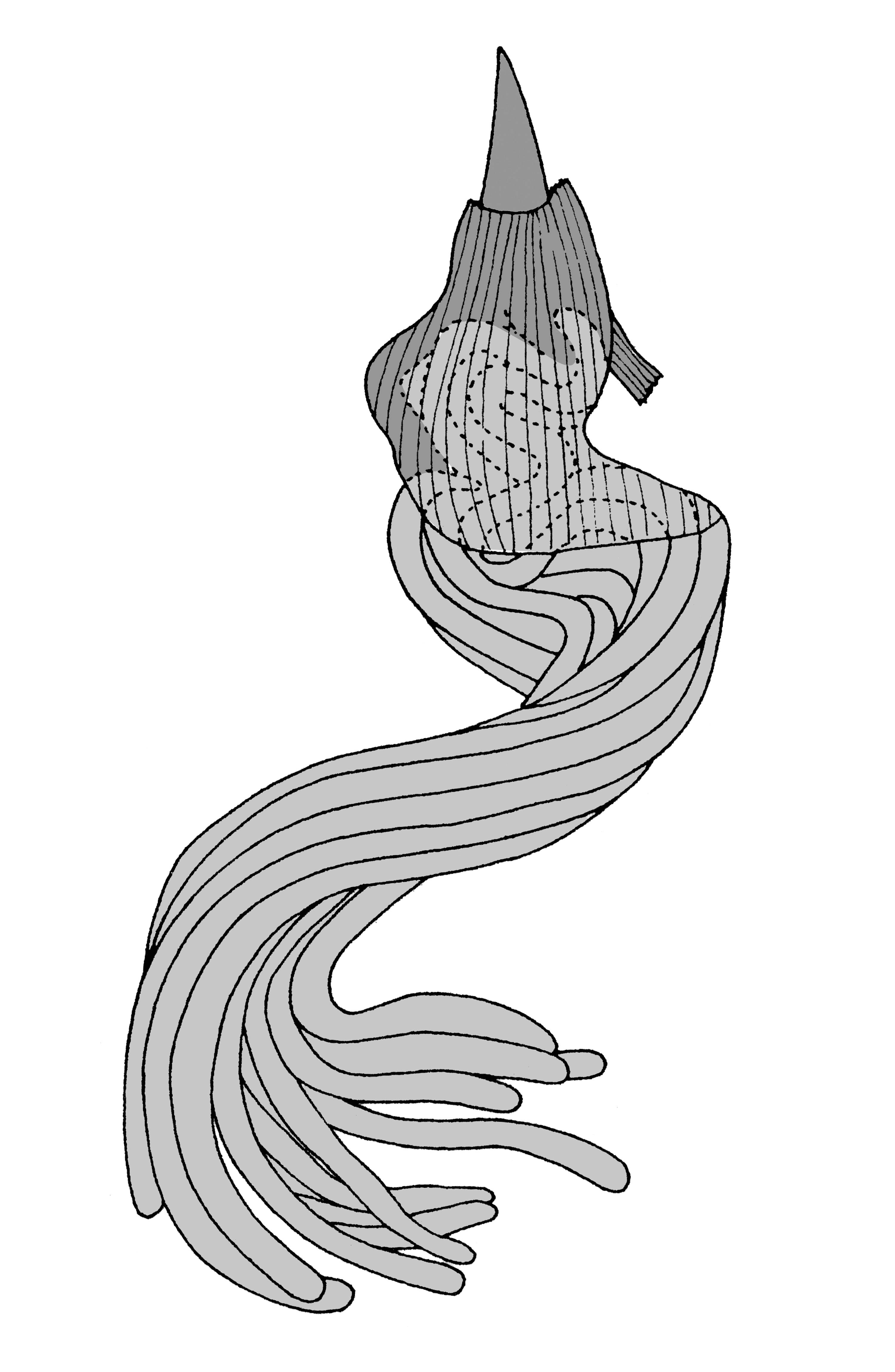             Vaginulus alte:  genitalia-penial gland .  (Photo: © T.W.   Thome, modified by K. Weigel, University of Florida)   