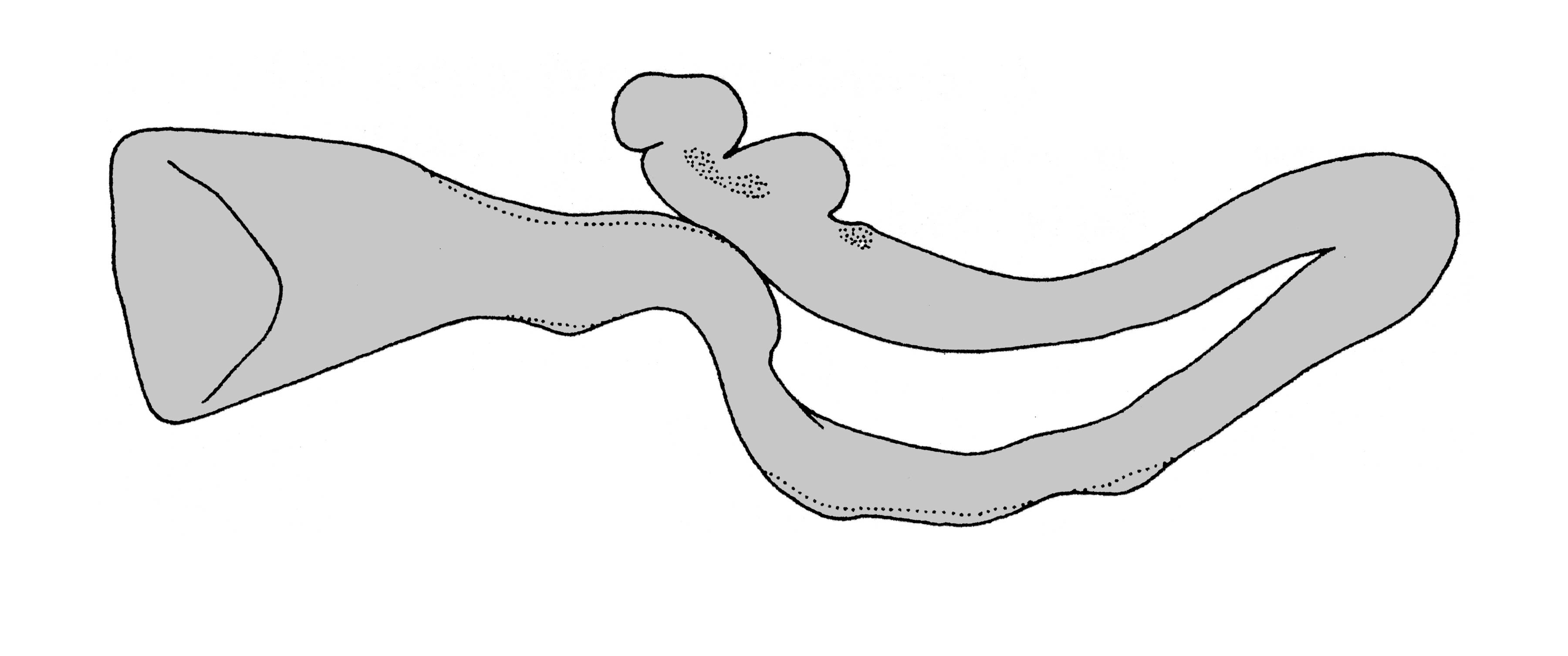             Vaginulus alte:  genitalia-pedal gland .  (Photo: © T.W.   Thome, modified by K. Weigel, University of Florida)   