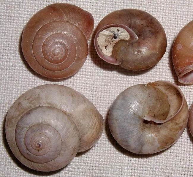             Bradybaena fruticum . (Photo: © L. Kolouch,  www.biolib.cz )   
