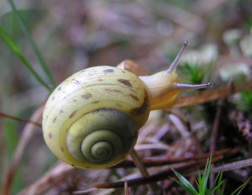             Bradybaena fruticum . (Photo: © M. Becker,   Wikipedia)   