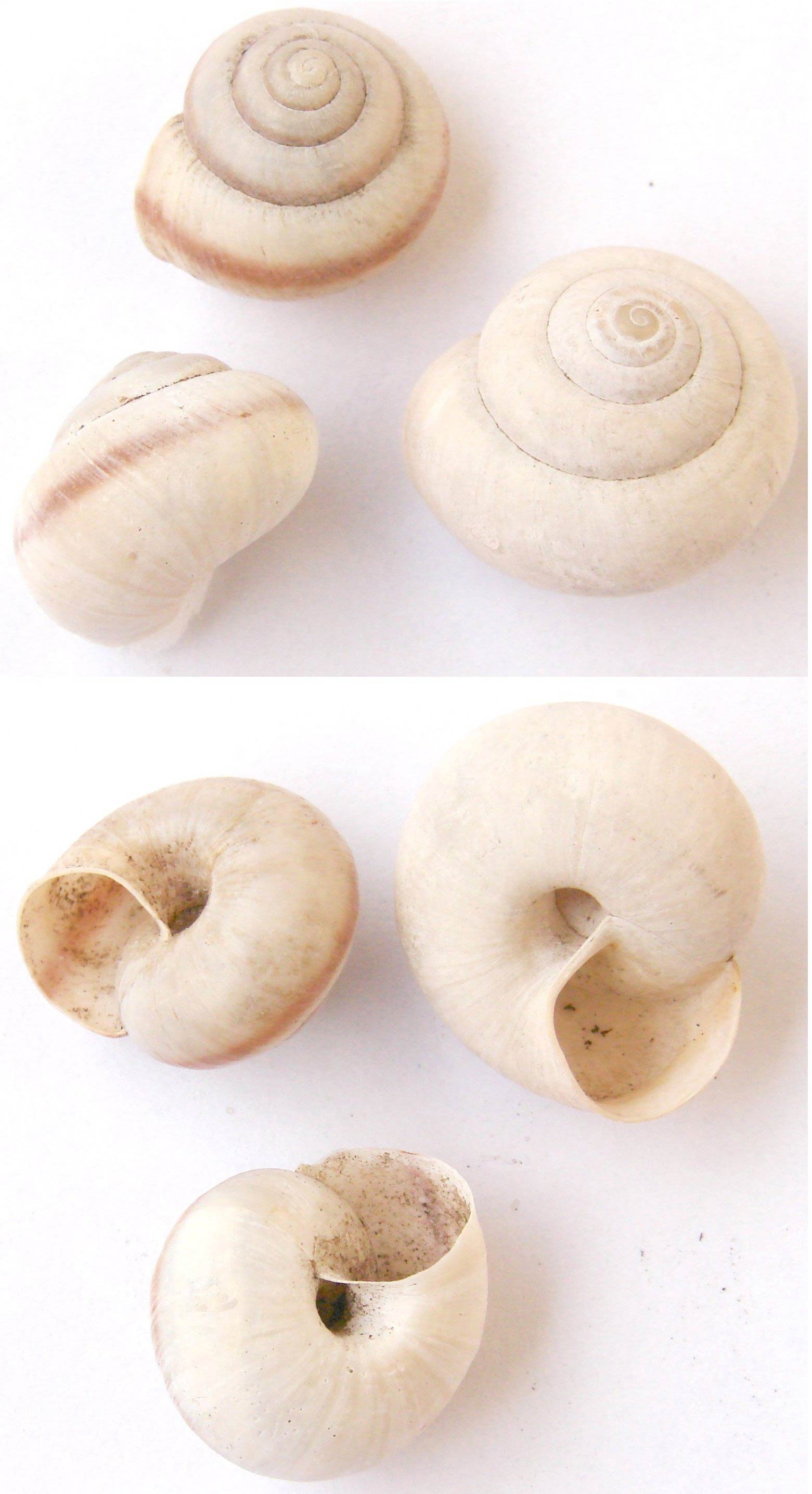             Bradybaena fruticum . (Photo: © Aung, Wikipedia)   