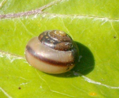             Bradybaena fruticum . (Photo: © Aung, Wikipedia)   