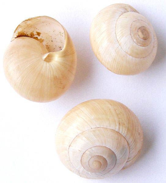             Bradybaena fruticum . (Photo: © Aung, Wikipedia)   