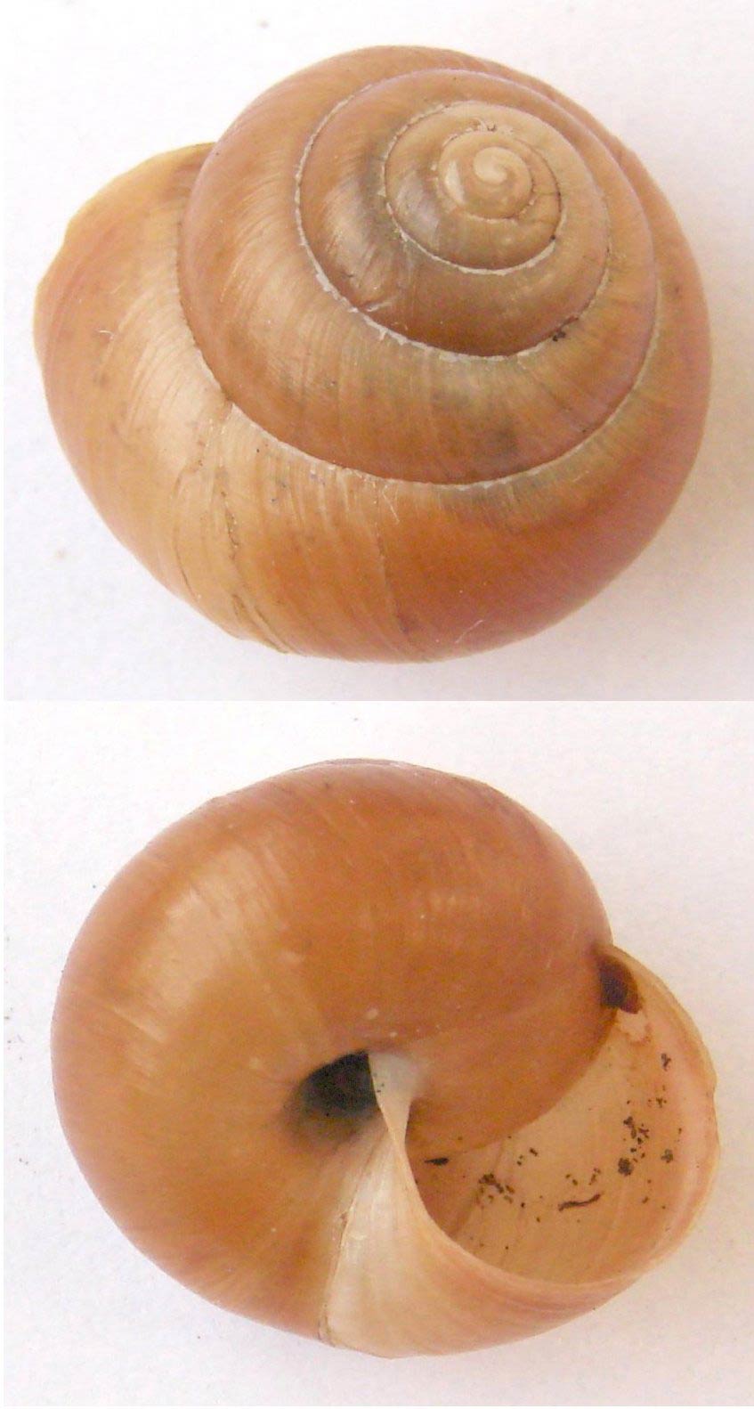             Bradybaena fruticum . (Photo: © Aung, Wikipedia)   