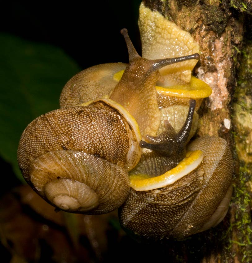             Granodomus lilma . (Photo: © Father A.J. Sanchez Munoz, Father   Sanchez's Website of West Indian Natural History)   