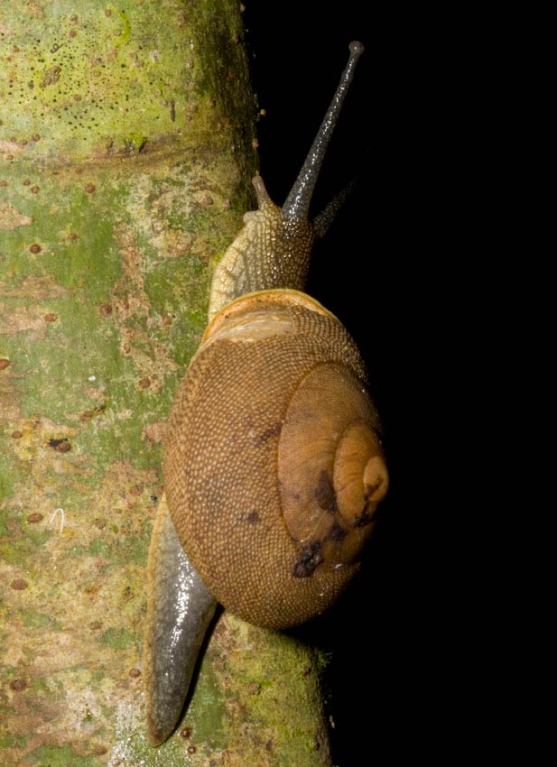             Granodomus lilma . (Photo: © Father A.J. Sanchez Munoz, Father   Sanchez's Website of West Indian Natural History)   