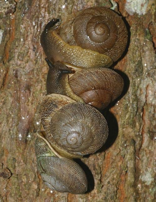             Granodomus lilma . (Photo: © Father A.J. Sanchez Munoz, Father   Sanchez's Website of West Indian Natural History)   