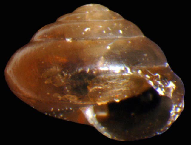             Guppya gundlachi . (Photo: © G. Rosenberg, Academy of Natural   Sciences)   