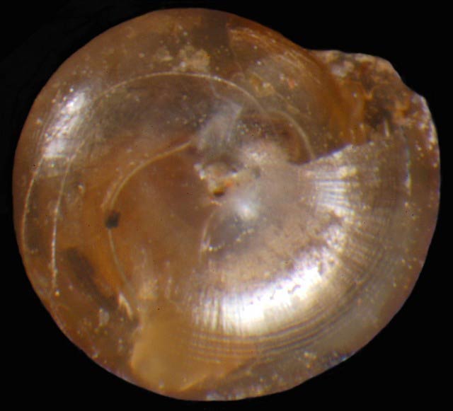             Guppya gundlachi . (Photo: © G. Rosenberg, Academy of Natural   Sciences)   