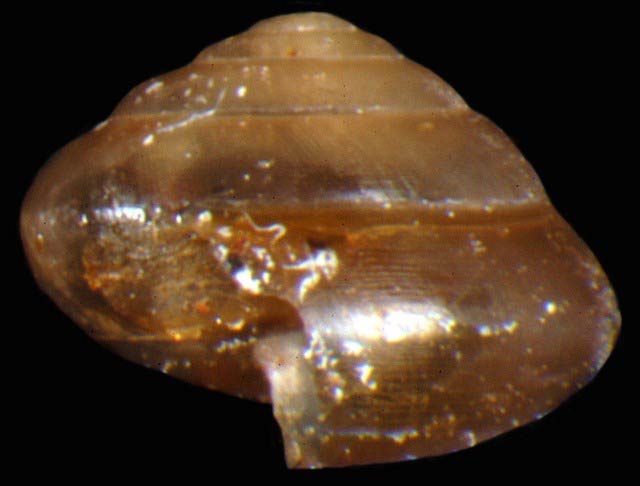             Guppya gundlachi . (Photo: © G. Rosenberg, Academy of Natural   Sciences)   