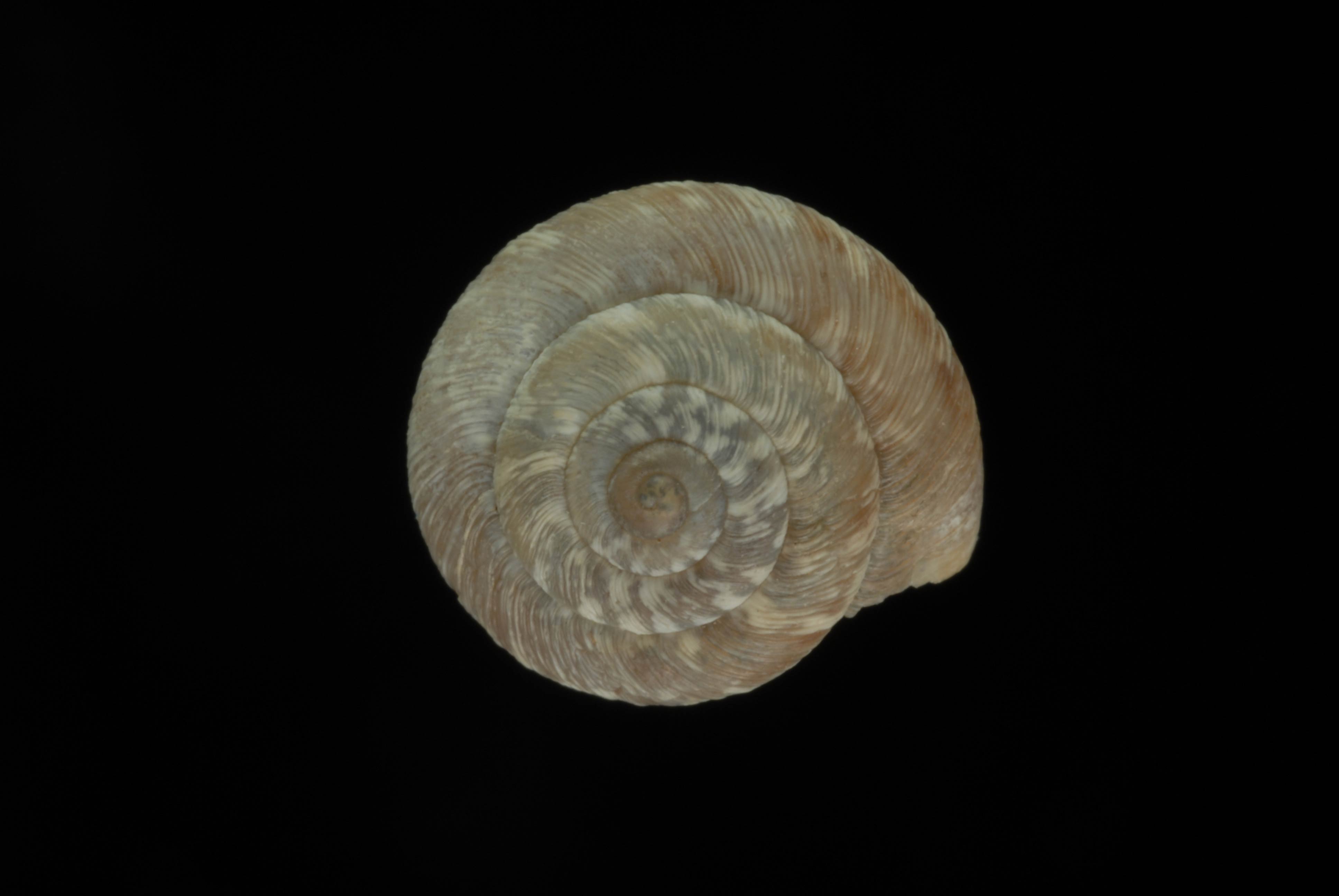             Xerotricha conspurcata  .   (Photo: © L. Buss,   University of Florida)   