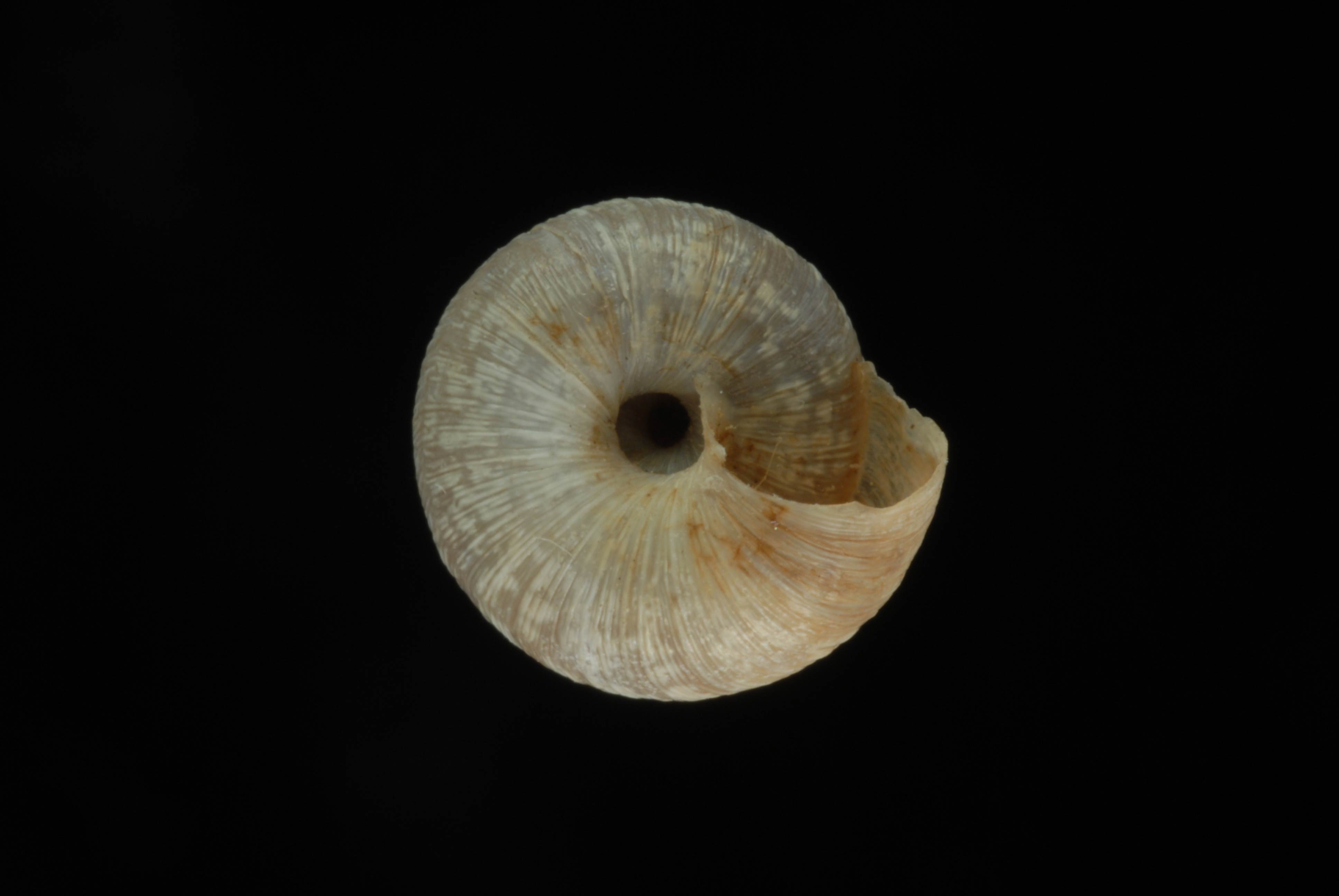             Xerotricha conspurcata  .   (Photo: © L. Buss,   University of Florida)   
