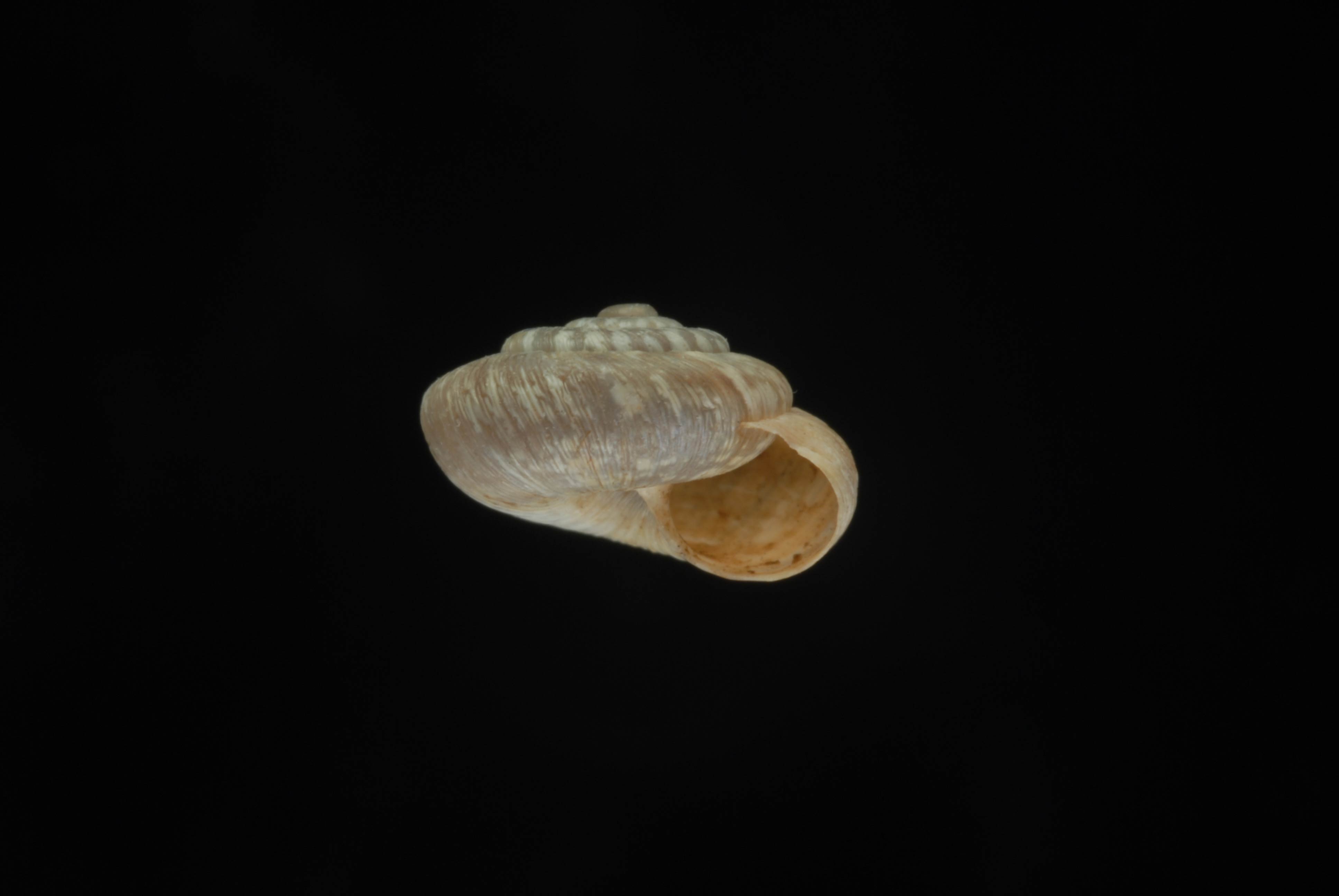             Xerotricha conspurcata  .   (Photo: © L. Buss,   University of Florida)   