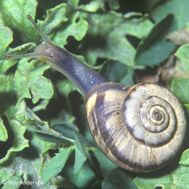             Helicella itala . (Photo: © Dr. Roy Anderson,   MolluscIreland)   