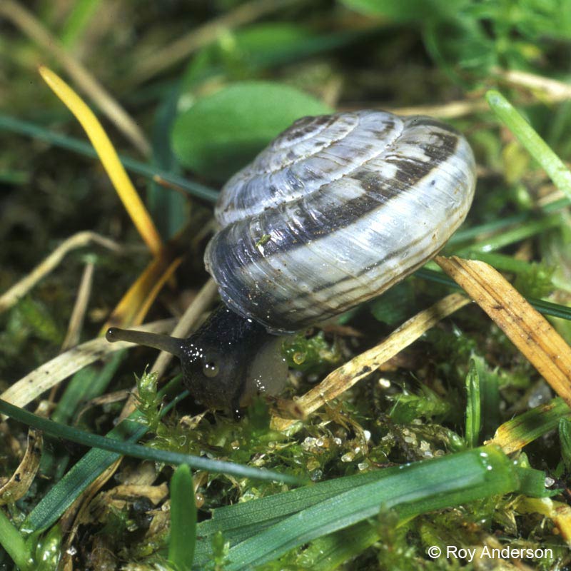             Helicella itala . (Photo: © Dr. Roy Anderson,   MolluscIreland)   