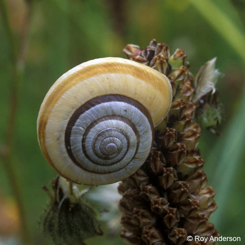             Helicella itala . (Photo: © Dr. Roy Anderson,   MolluscIreland)   
