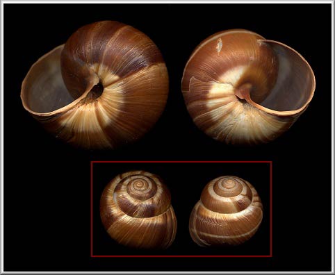             Helix lucorum . (Photo: © H.G. Lee, Jacksonville)   