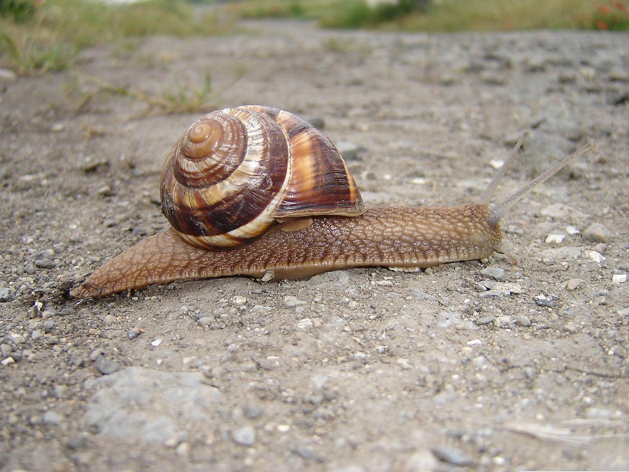             Helix lucorum . (Photo: © M. Manas, Wikipedia)   