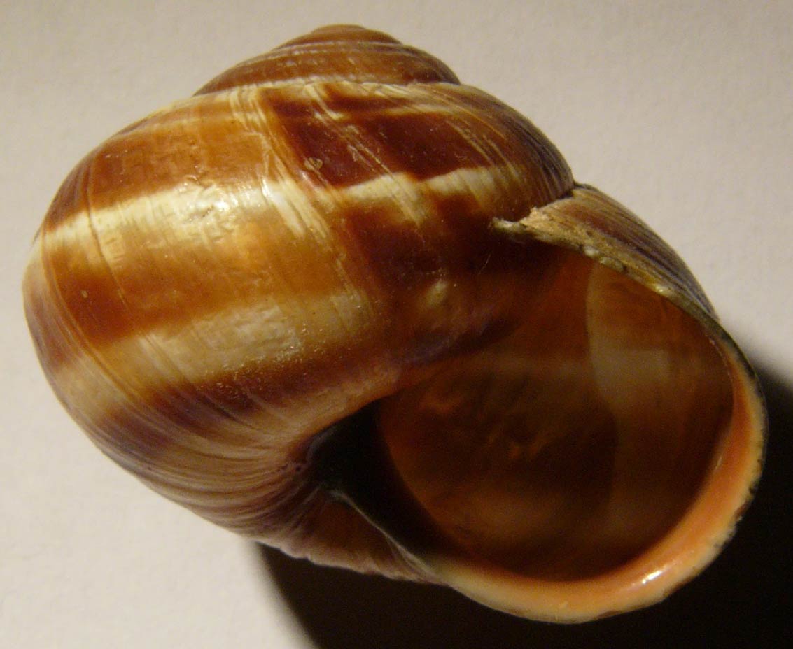             Helix lucorum . (Photo: © M. Manas, Wikipedia)   